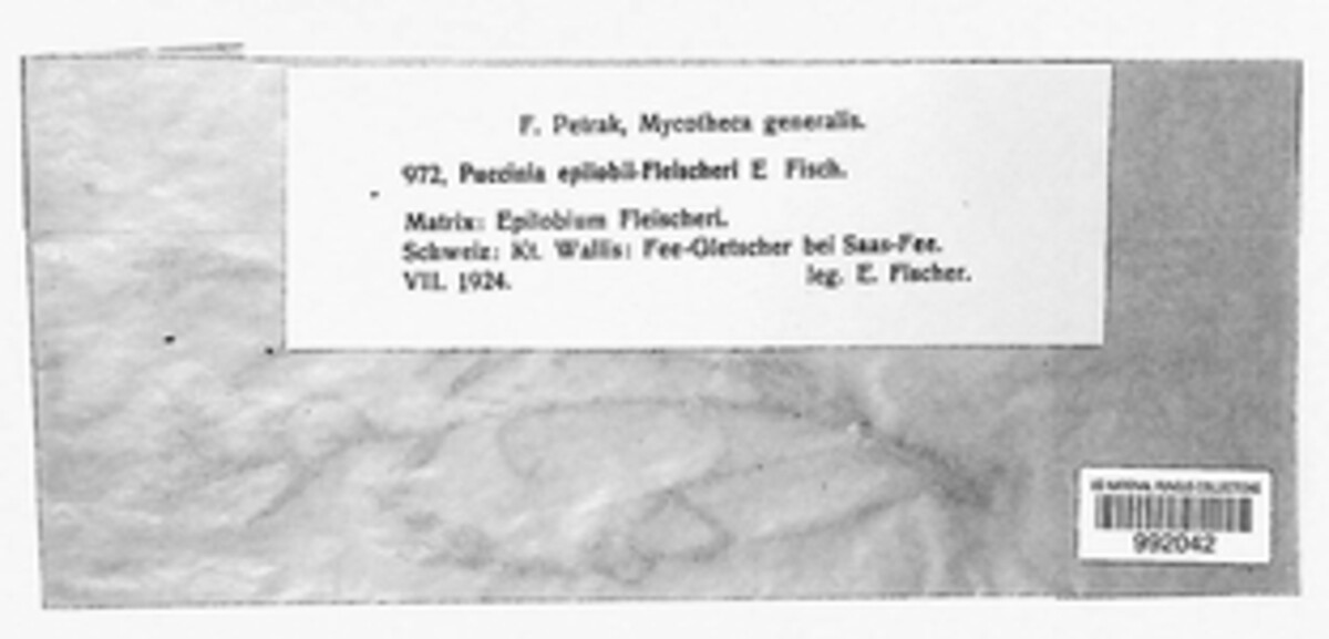Puccinia epilobii-fleischeri image
